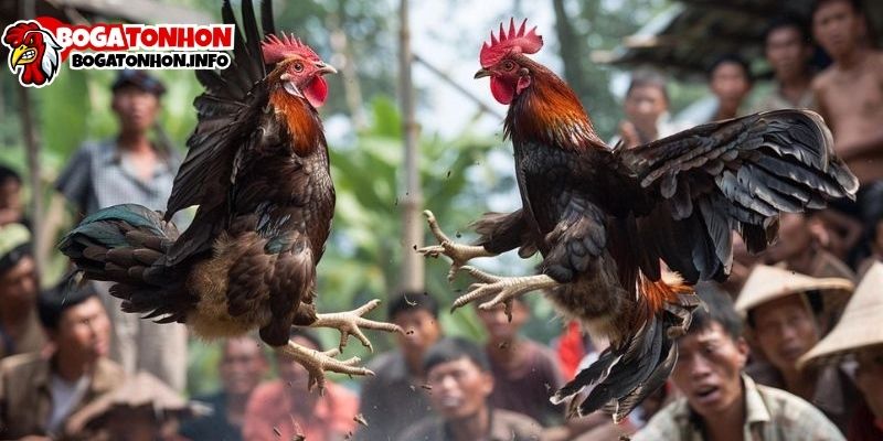 Đá Gà Bogatonhon