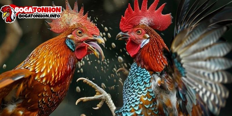 Giới thiệu bogatonhon